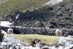 Most enclosures for animals were built out of stone fences