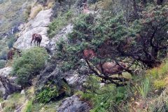 herd of Himalayan Tahrs
