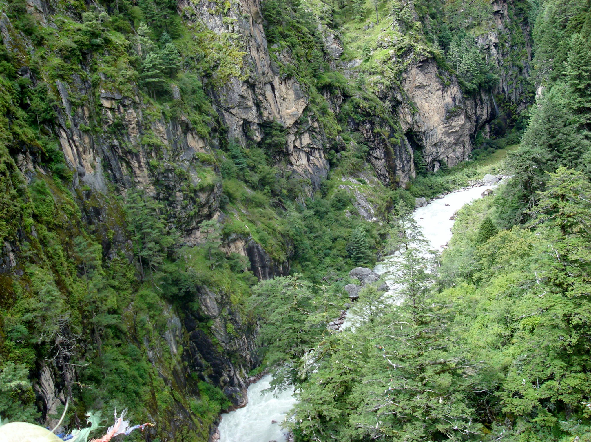 Dudh Kosi river and pine trees