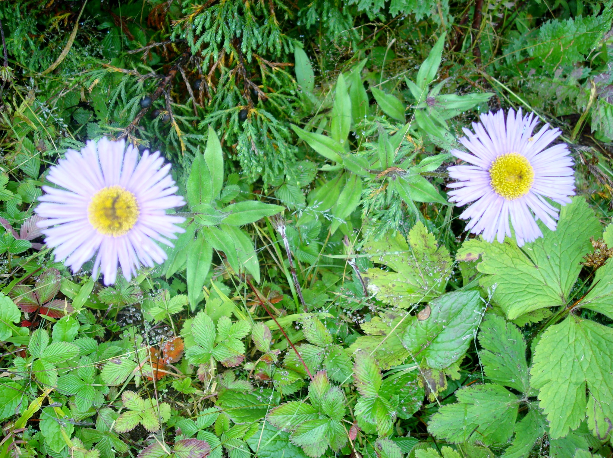 Flowering plants