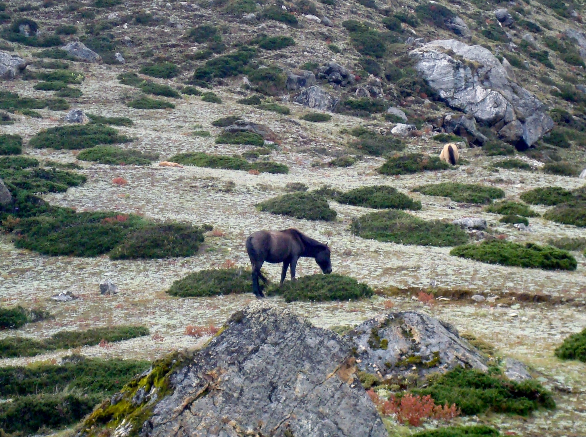 Wild horses