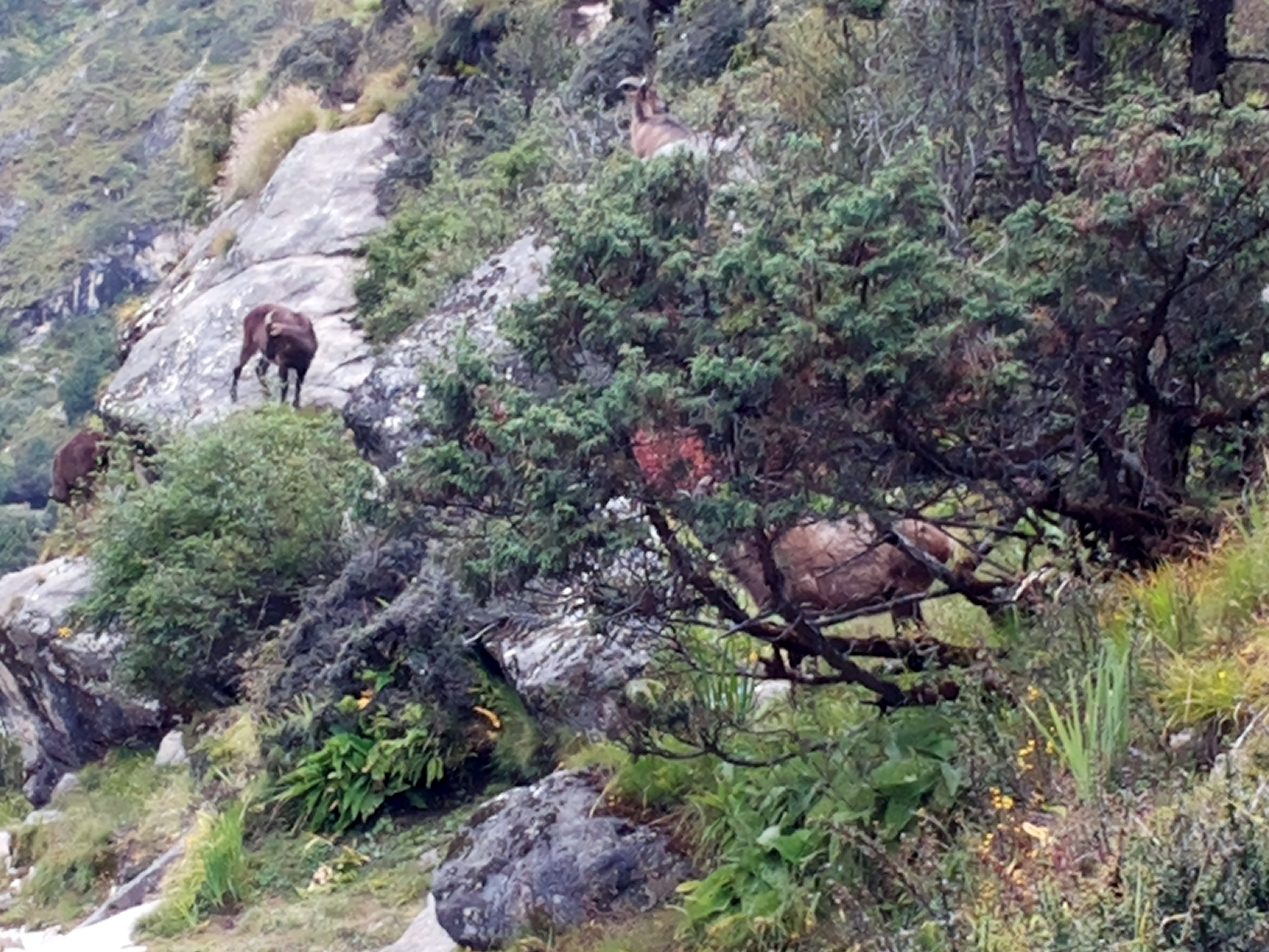 Himalayan Tahr