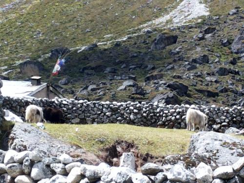Calves grazing in the valley