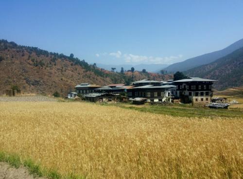 Wheat amp; Rice fields