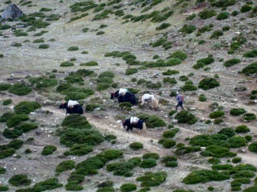 Yaks headed to Lobuche