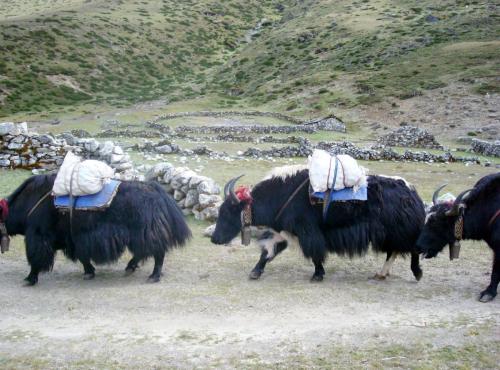 Herds of yaks