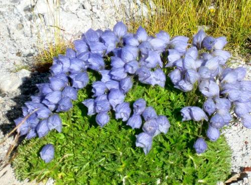 Colorful plant - Gorkashep to Everest Base Camp