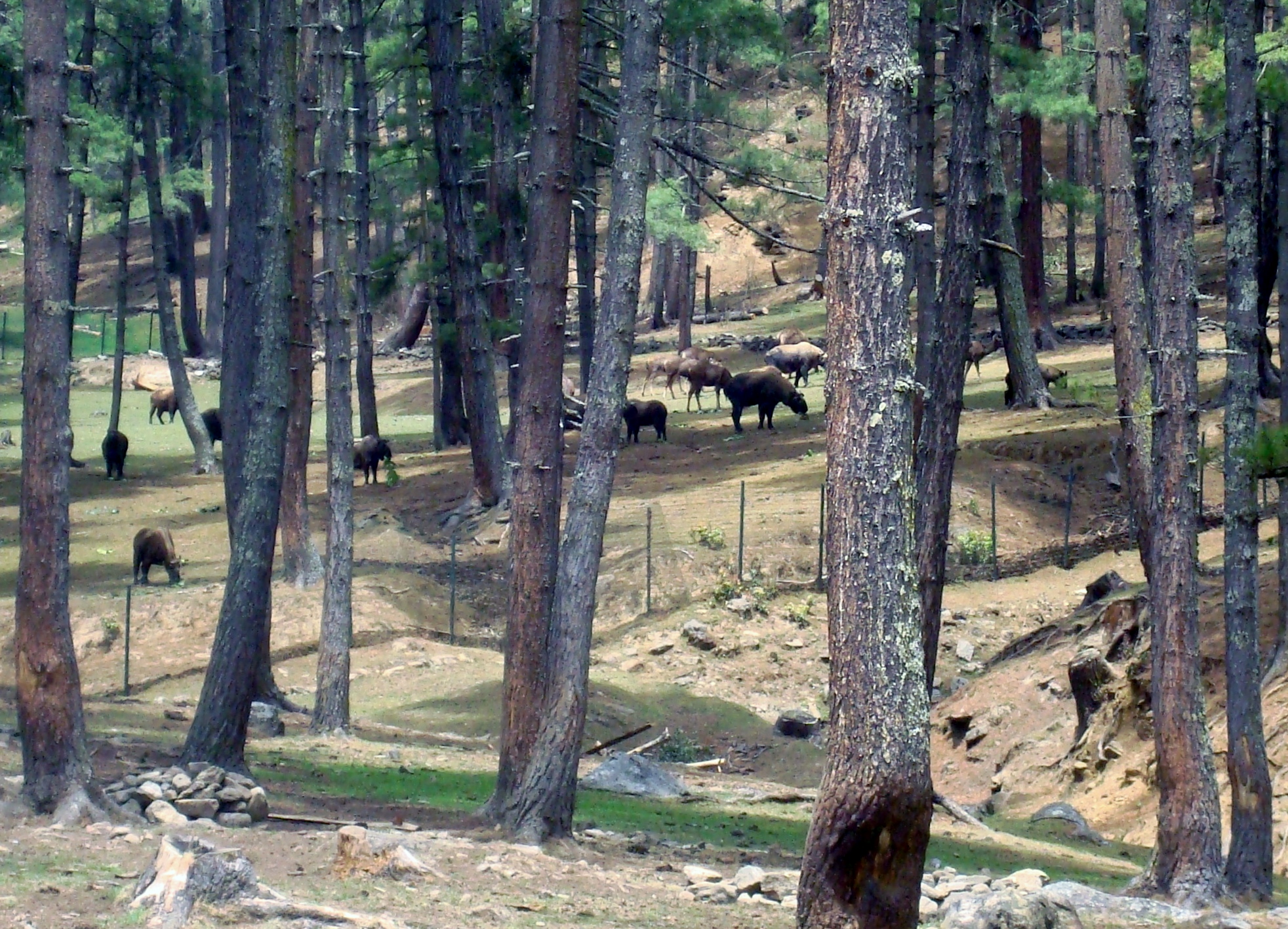 Bhutan: Traveling in the land of Thunder Dragon: Another day in Thimpu